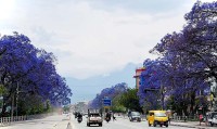 आहा ! ज्याकाराण्डाले चम्किएको ललितपुर चक्रपथ