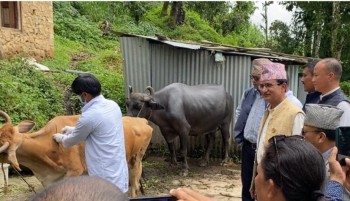 कोन्ज्योसोमबाट सुरु भयो लम्पीस्कीन रोग विरुद्धको प्रदेशव्यापी अभियान
