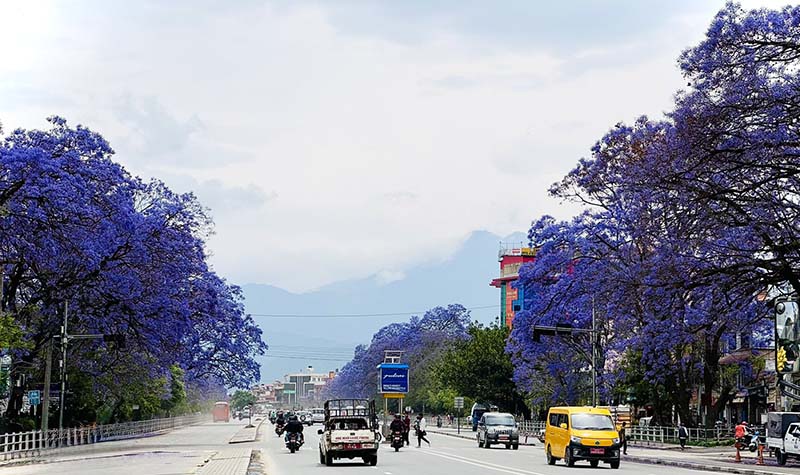 आहा ! ज्याकाराण्डाले चम्किएको ललितपुर चक्रपथ