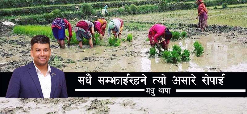 सधैं सम्झाईरहने त्यो असारे रोपाई